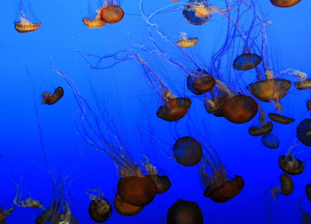 Monterey Bay aquarium jelly fish exhibit