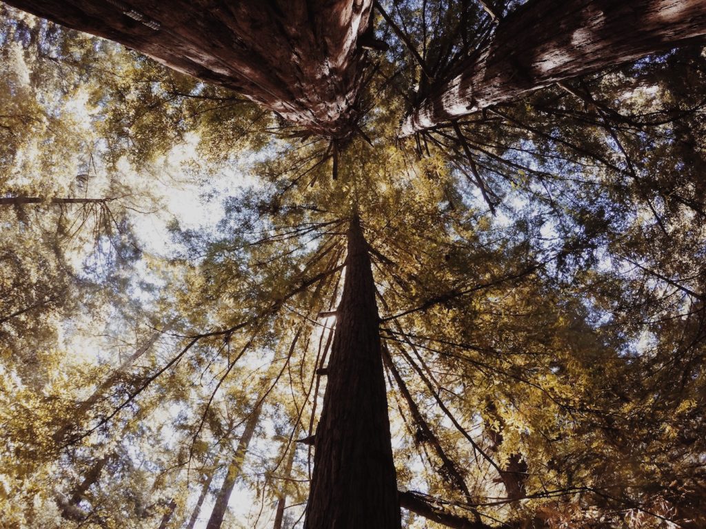 Sleep beneath the redwood giants